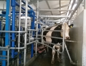 молочное скотоводство